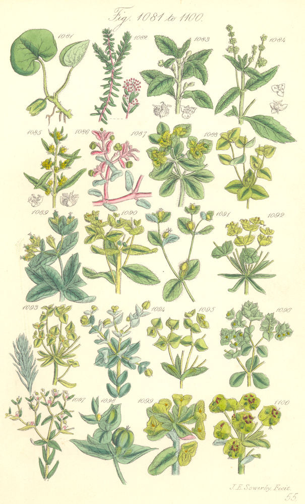 WILD FLOWERS. Crowberry Crakeberry Mercury Spurge Wart-weed. SOWERBY 1890